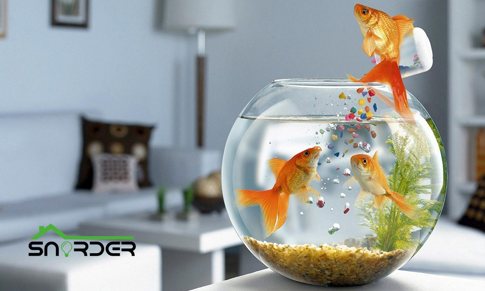 Choosing the Perfect Aquarium Light: A Guide to Color & Purchase
